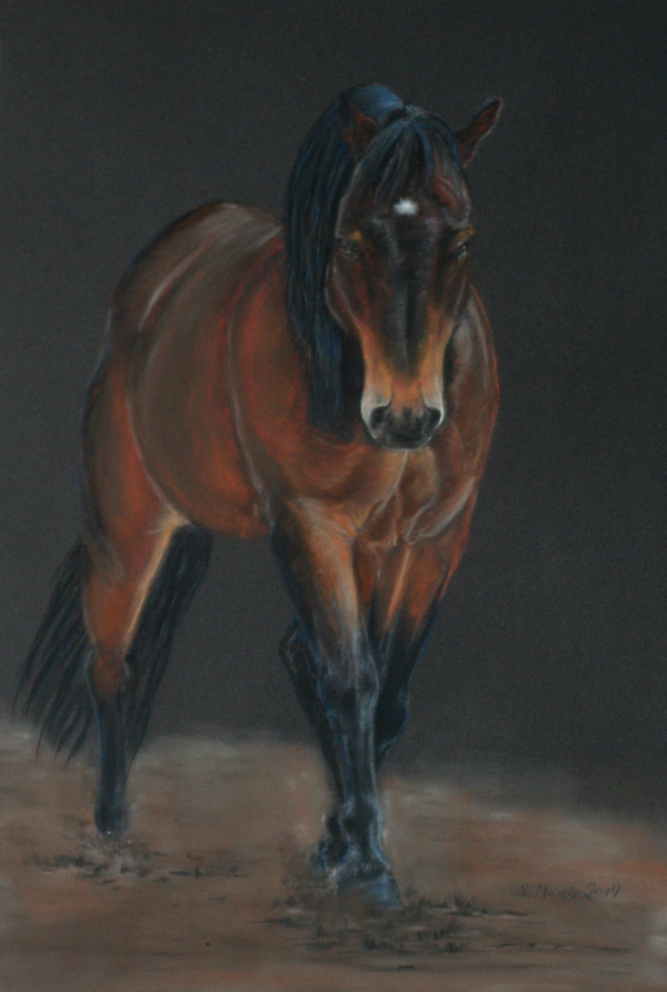 Hesa San Jo, horse portrait - Pferdeportrait